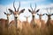 wide-angle view of roan antelopes in vast grassland