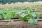 Wide angle view of rows of broccoli plants.