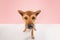 Wide angle view shot. Funny Shiba Inu dog, puppy with red-brown color fur looking at camera over color studio background