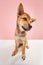 Wide angle view shot. Funny Shiba inu with rede color fur looking at camera over pastel pink color studio background