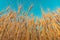 Wide angle view of stalks of ripe golden wheat with blue sky background