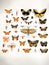 Wide assortment of beautiful butterflies in a glass case at a museum
