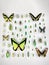 Wide assortment of beautiful butterflies in a glass case at a museum