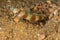 Wide-barred Shrimpgoby, Amblyeleotris latifasciata cloesup