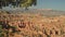 Wide beautiful landscape at Bryce Canyon at Sunrise Point