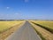 Wide blue sky over ripening wheat fields and a country road