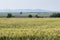 Wide bright yellow field of wheat and flowers in spring