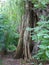 Wide brown trunk an old willow tree