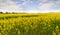 A wide canola farm in czech republic