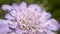 Wide closeup of the blooming flower of a chive