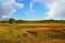 Wide Cornfield in blue sky