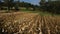 Wide cornfields, blue sky and trees