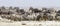 Wide-cropped view of a herd of thirsty zebra crowding a water-hole in the Etosha Wildlife Reserve in Namibia. It was very dry at