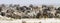 Wide-cropped view of a herd of thirsty zebra crowding a water-hole in the Etosha Wildlife Reserve in Namibia. It was very dry at