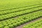 Wide cultivated fields of green lettuce in the plain