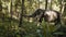 Wide elephant in the elephant sanctuary in the jungle