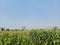 Wide expanse of corn field