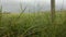 wide expanse of grass