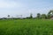 Wide expanse of rice fields with farmers in the middle