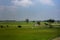Wide expanse of rice paddies in atte Malalawadi, Karnataka India