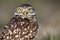Wide-Eyed Burrowing Owl