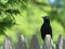 Wide-Eyed Crow on a Garden Fence