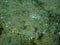 Wide-eyed flounder (Bothus podas) close-up undersea, Aegean Sea, Greece, Halkidiki