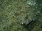 Wide-eyed flounder (Bothus podas) close-up undersea, Aegean Sea, Greece, Halkidiki