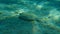 Wide-eyed flounder Bothus podas undersea, Aegean Sea, Greece.