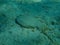 Wide-eyed flounder Bothus podas undersea, Aegean Sea, Greece.