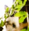 Wide-eyed kitten hidden behind plant