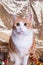 Wide eyed orange and white kitty cat on gold shimmering backdrop Christmas themed