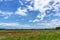 A wide famer agriculture land of rice plantation farm after harvest season, under beautiful white fluffy cloud formation