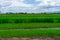 A wide famer agriculture land of rice plantation farm in planting season, green rice filed in water