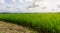 A wide famer agriculture land of rice plantation farm in planting season, green rice filed in water under beautiful white cloud