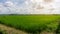 A wide famer agriculture land of rice plantation farm in planting season, green young rice filed in water under white fluffy cloud