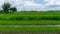 A wide famer agriculture land of rice plantation farm in  planting season, a hut beside green young rice in water
