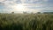 Wide field in evening sun with crops