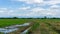 A wide field  famer agriculture land of rice plantation farm after harvest season, under beautiful white fluffy cloud formation