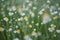 Wide field of Matricaria chamomilla recutita, known as chamomile, camomile or scented mayweed