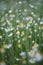 Wide field of Matricaria chamomilla recutita, known as chamomile, camomile or scented mayweed