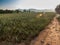 Wide field with pineapple plantations, mountains, flowers, grass, sunset