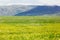 Wide field with yellow wildflowers on a background of blue mountains, foothills. The Crimean mountains and fields.