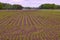 Wide fields surrounded by forest were newly planted crops are waiting for the rain. Drenthe, the Netherlands.