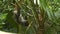 Wide front view of a sloth on a vine
