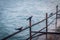 Wide Ganga river view in Haridwar India, Ganga river full wide view, crow sitting on the pole near ganga river