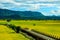 Wide golden rice field,rural scenery and mountain,cloudscape.