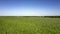 Wide green wheat field against forest under blue sky