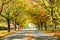 wide of horizon of falling maple tunnel and road in autumn