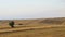 Wide image of beautiful yellow wheat fields and single green trees and combine harvesters under the sunlight of a cloudy sky